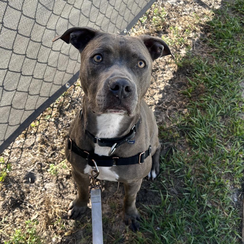 Enlarge Joel, a Adoptable Mixed Breed in Jacksonville, FL image 2/3
