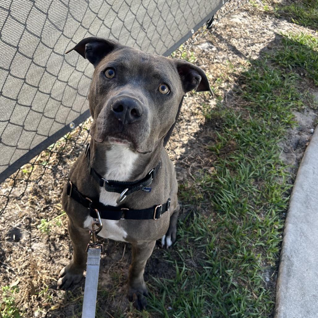 Enlarge Joel, a Adoptable Mixed Breed in Jacksonville, FL image 3/3