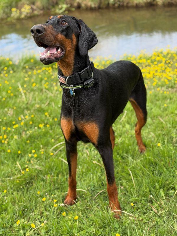 Enlarge Dobbie, a ADOPTABLE Doberman Pinscher in Fleetwood, PA image 1/4
