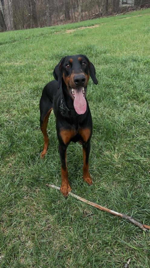 Enlarge Dobbie, a ADOPTABLE Doberman Pinscher in Fleetwood, PA image 3/4