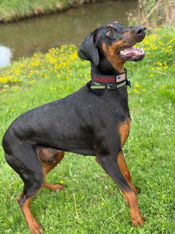 Enlarge Dobbie, a ADOPTABLE Doberman Pinscher in Fleetwood, PA image 2/4