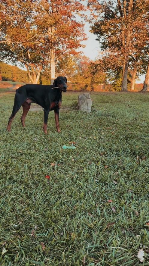 Enlarge Dobbie, a ADOPTABLE Doberman Pinscher in Fleetwood, PA image 4/4