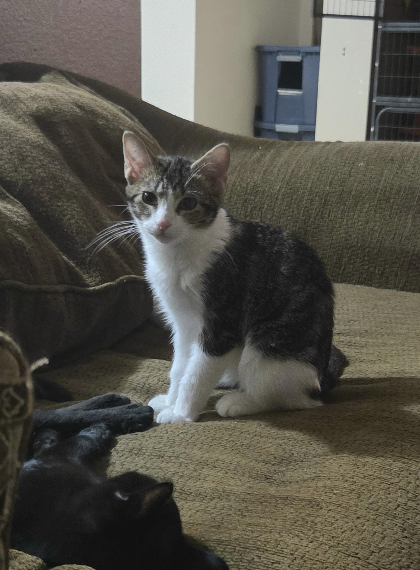 Dom, Adoptable, Young Male Domestic Short Hair.