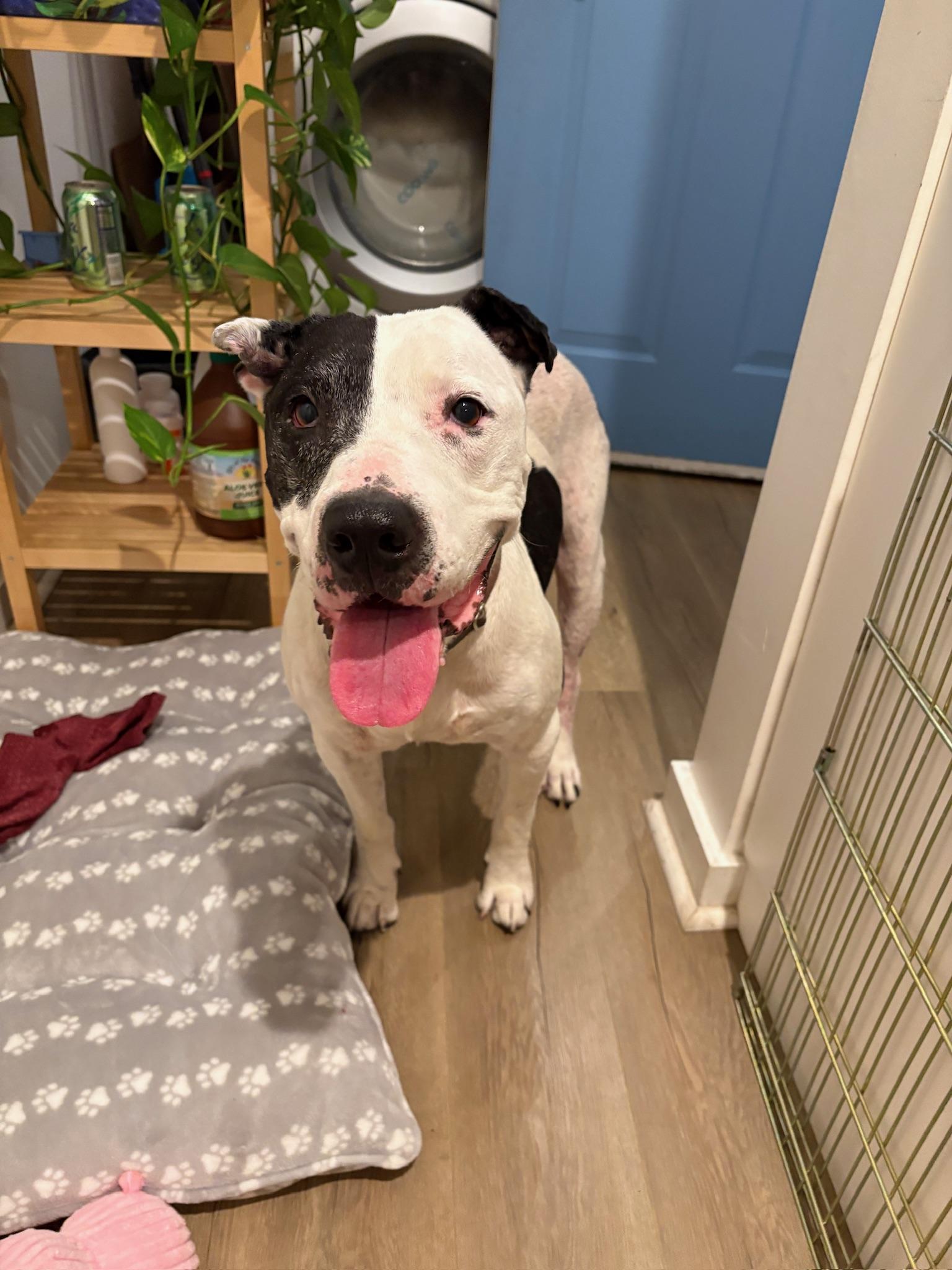 Meet Patrick Patrick is a 10 year old pitbull with a heart full of love and a gentle soul He