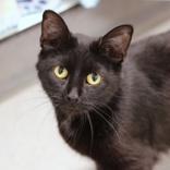 Petunia, ADOPTABLE, Adult Female Domestic Short Hair.