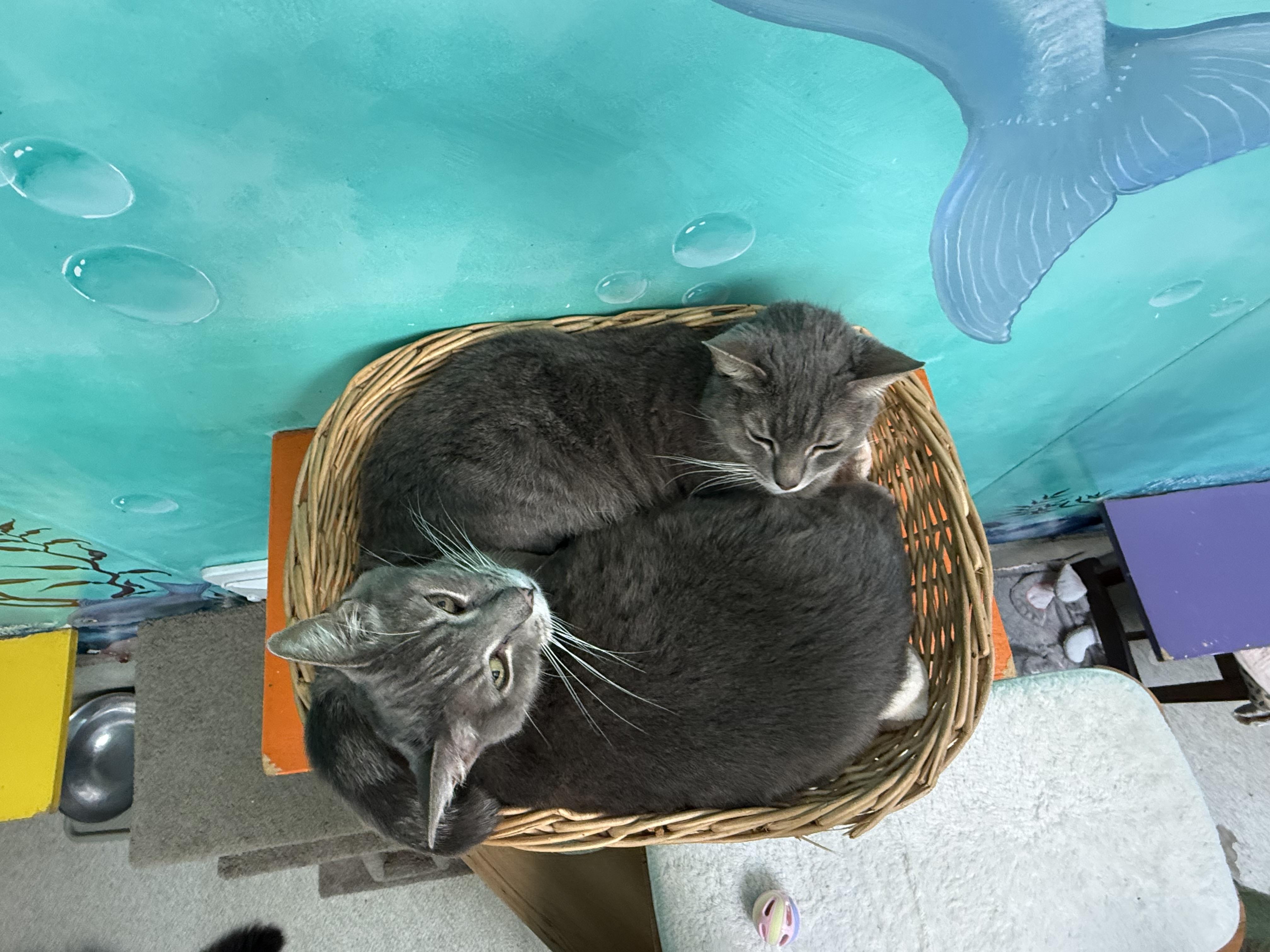 Tweedle Dum, a Adoptable Tabby in Newport Beach, CA image 5/6