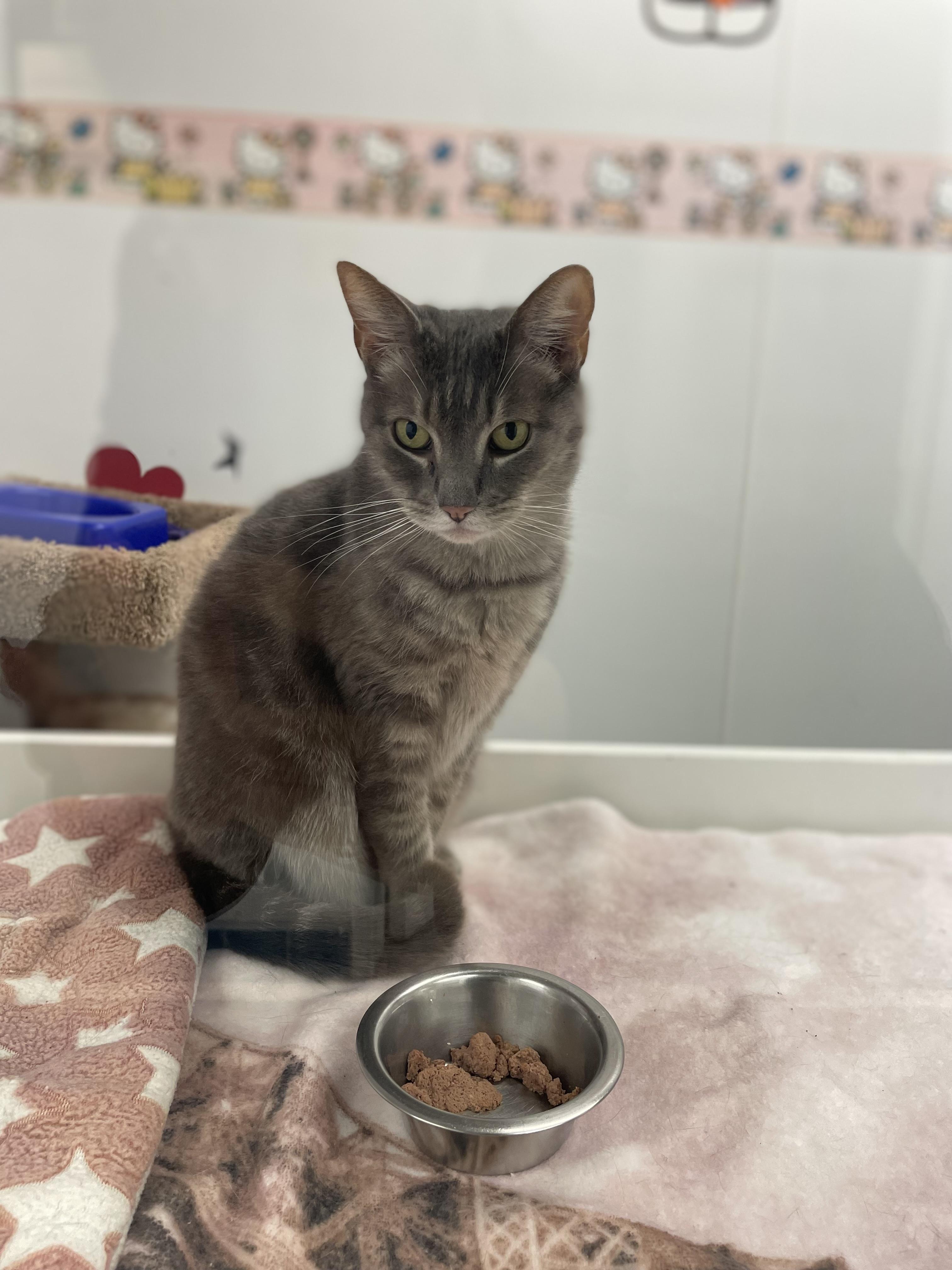 Tweedle Dum, Adoptable, Adult Female Tabby.