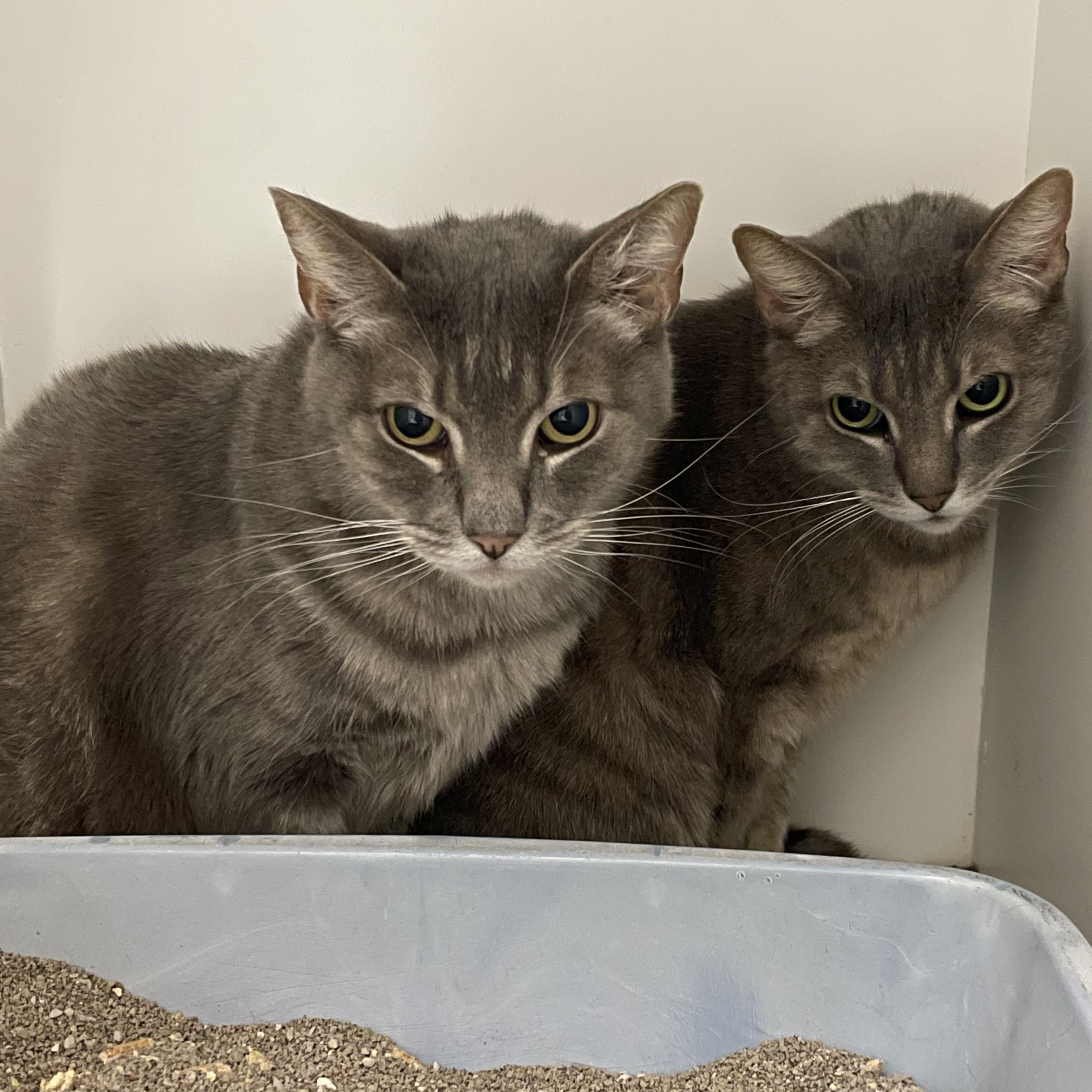 Enlarge Tweedle Dum, a Adoptable Tabby in Newport Beach, CA image 3/4