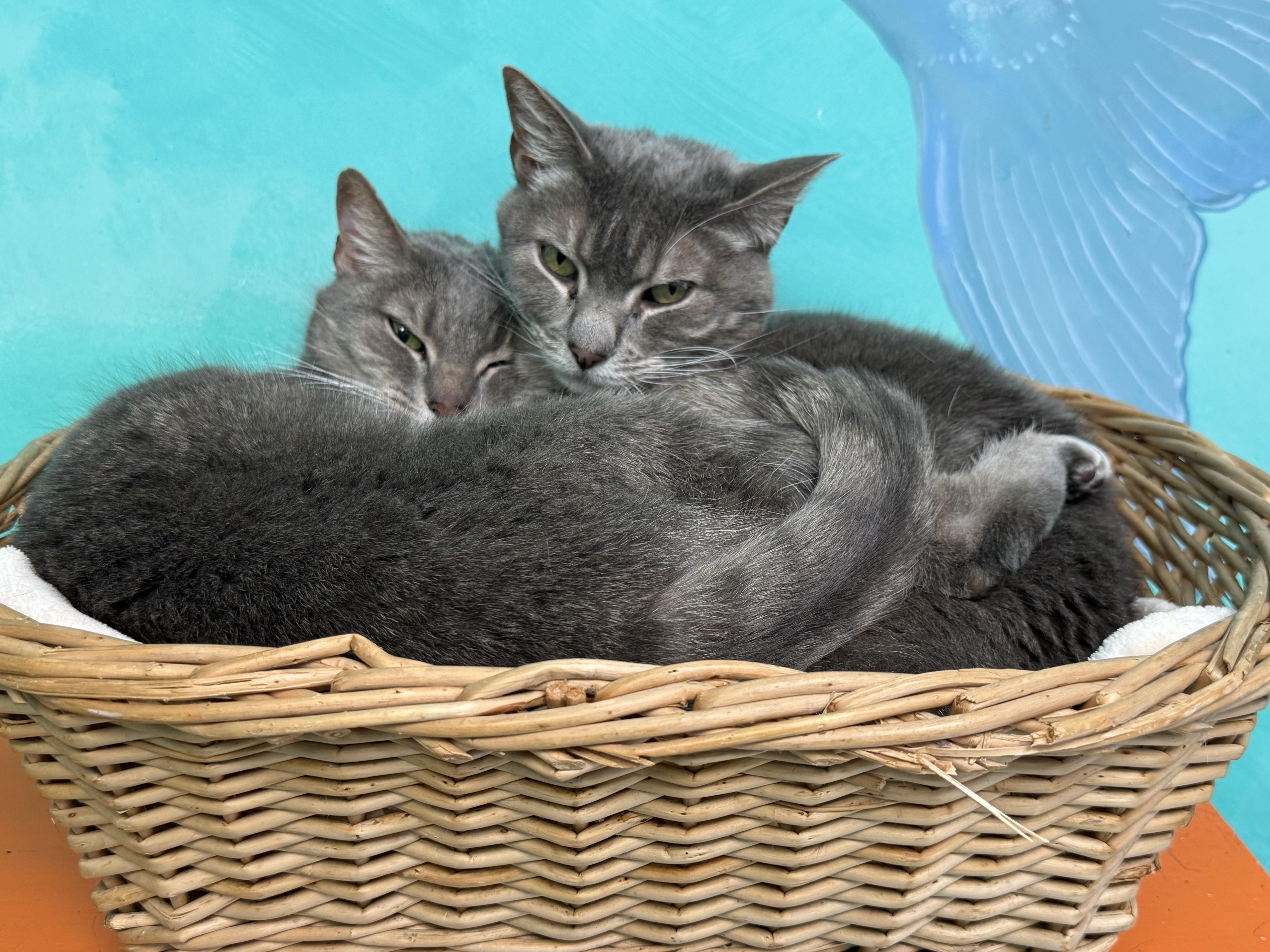 Tweedle Dum, a Adoptable Tabby in Newport Beach, CA image 6/6