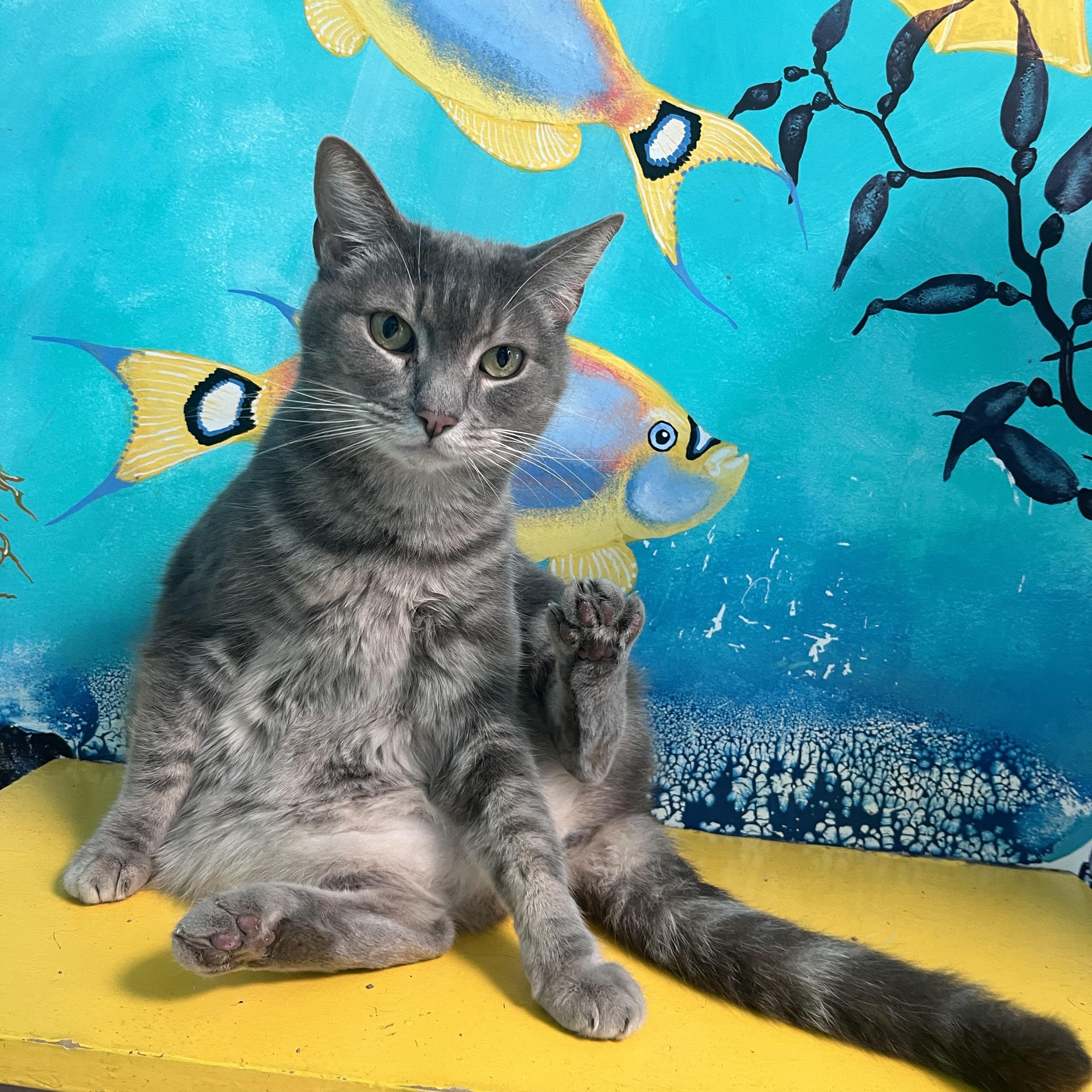 Tweedle Dum, Adoptable, Adult Female Tabby.