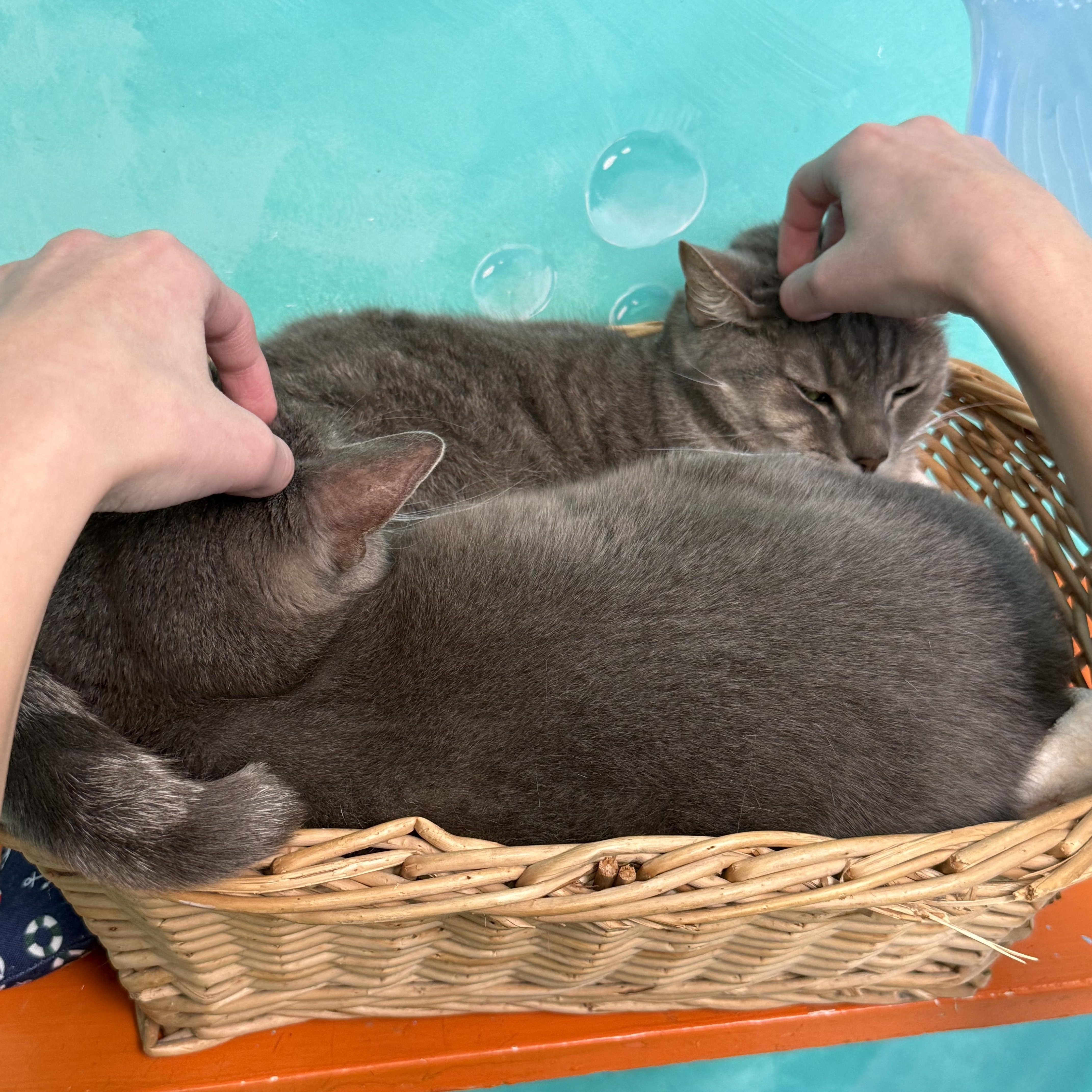 Tweedle Dum, a Adoptable Tabby in Newport Beach, CA image 4/6