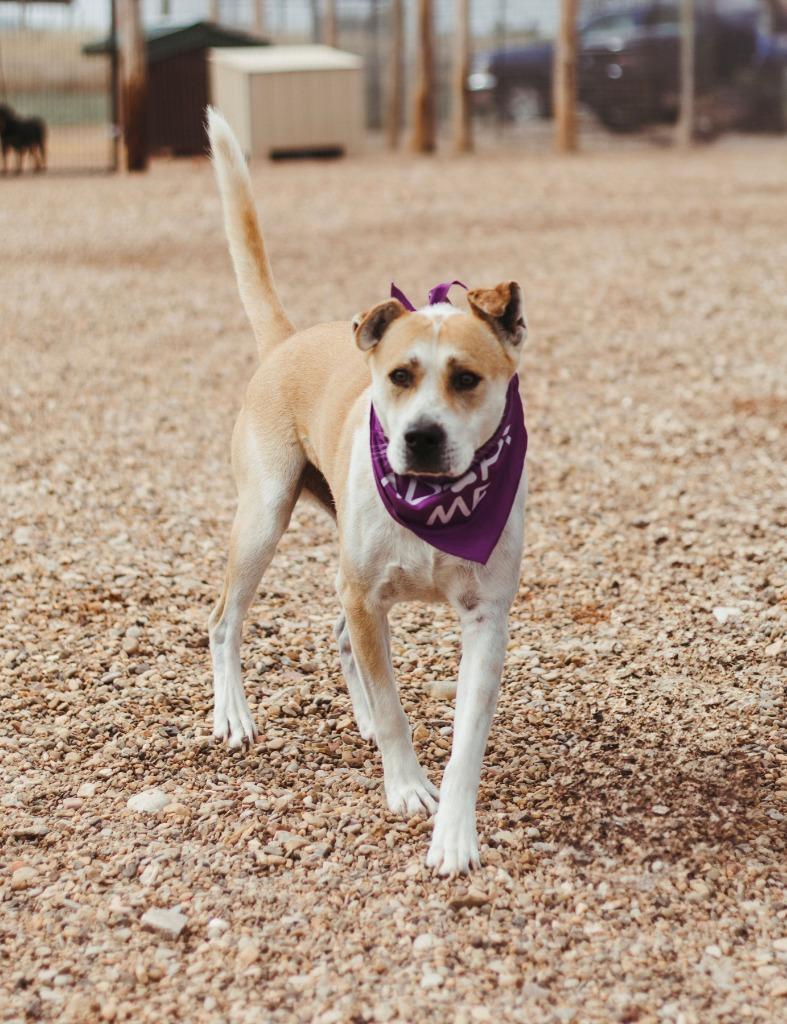 Apollo ll, Adoptable, Adult Male Pit Bull Terrier.