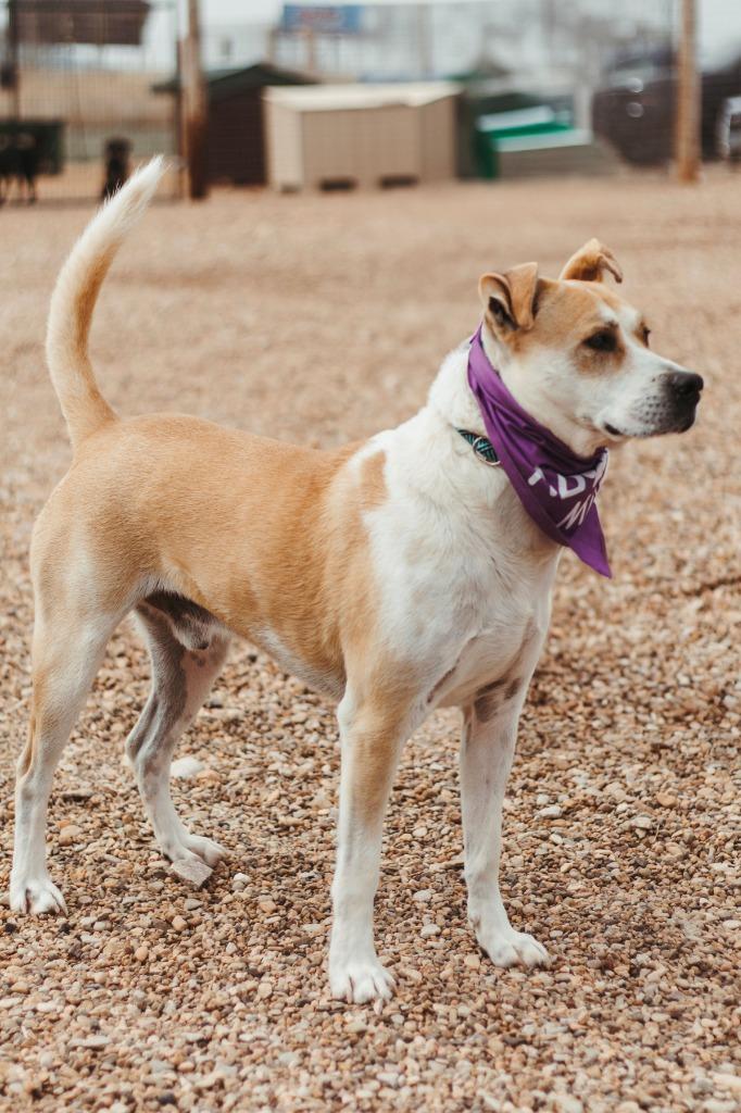 Enlarge Apollo ll, a Adoptable Pit Bull Terrier in Hot Springs, SD image 2/2