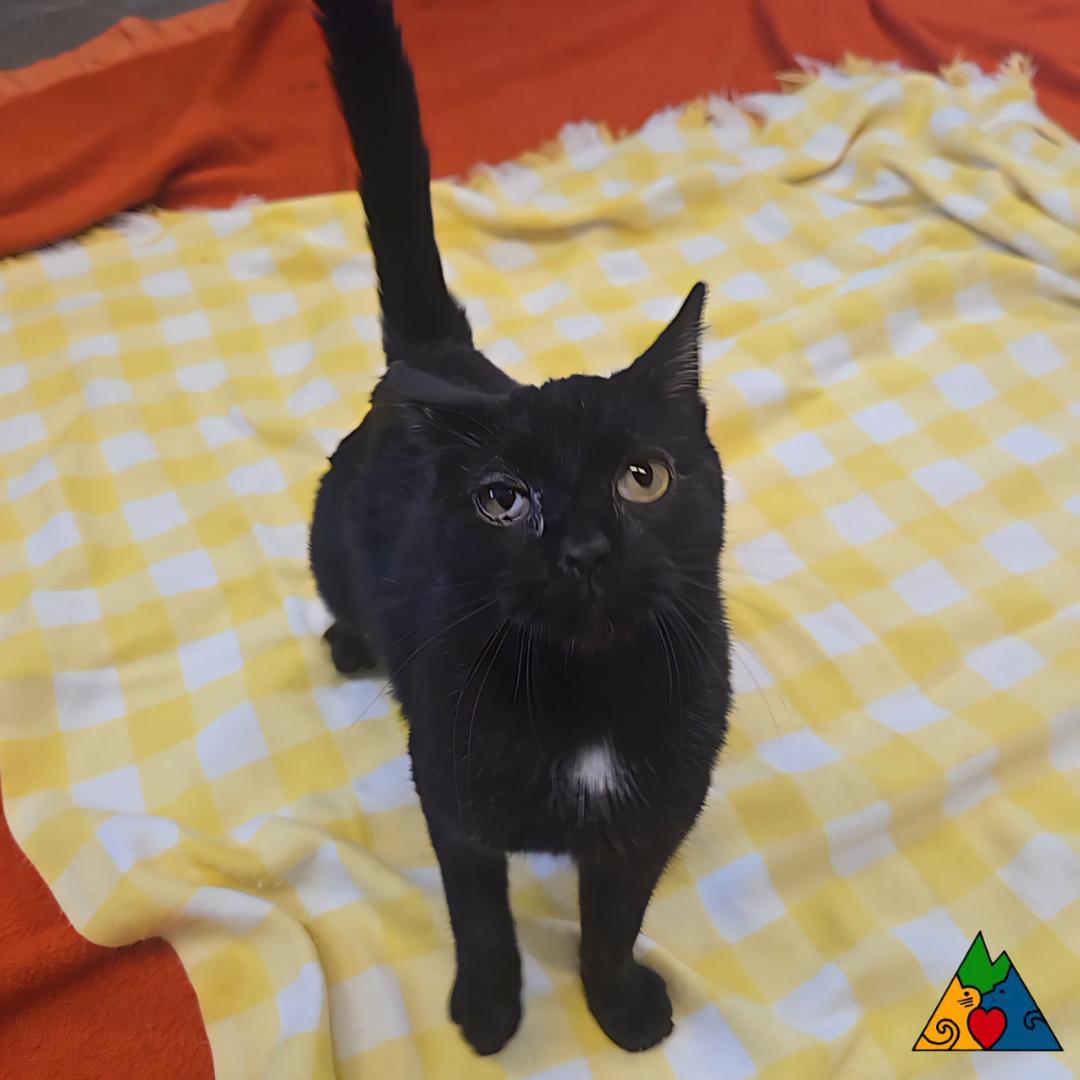 Enlarge Punkin, a ADOPTABLE Domestic Short Hair in Douglas, WY image 3/6