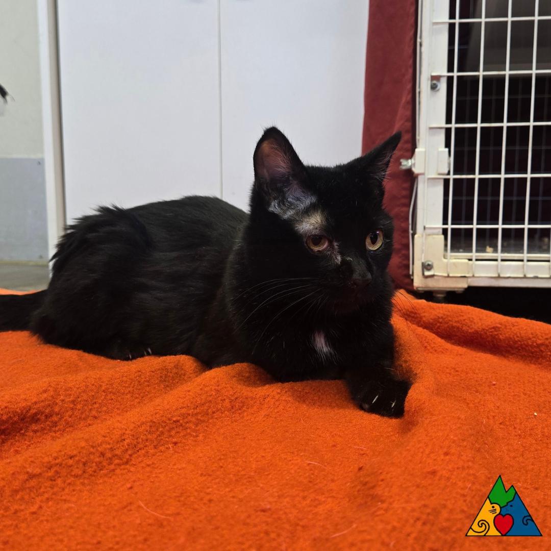 Enlarge Punkin, a ADOPTABLE Domestic Short Hair in Douglas, WY image 6/6