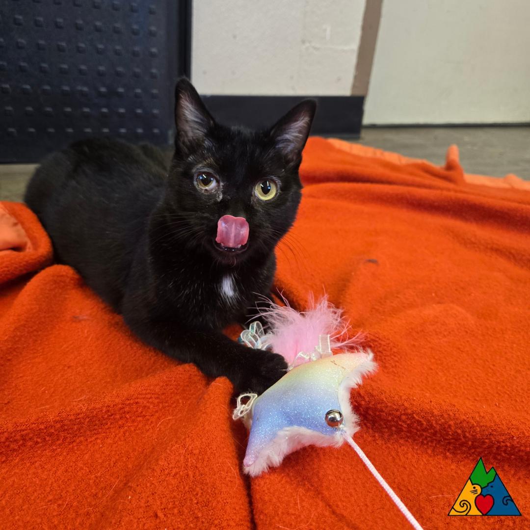 Enlarge Punkin, a ADOPTABLE Domestic Short Hair in Douglas, WY image 1/6