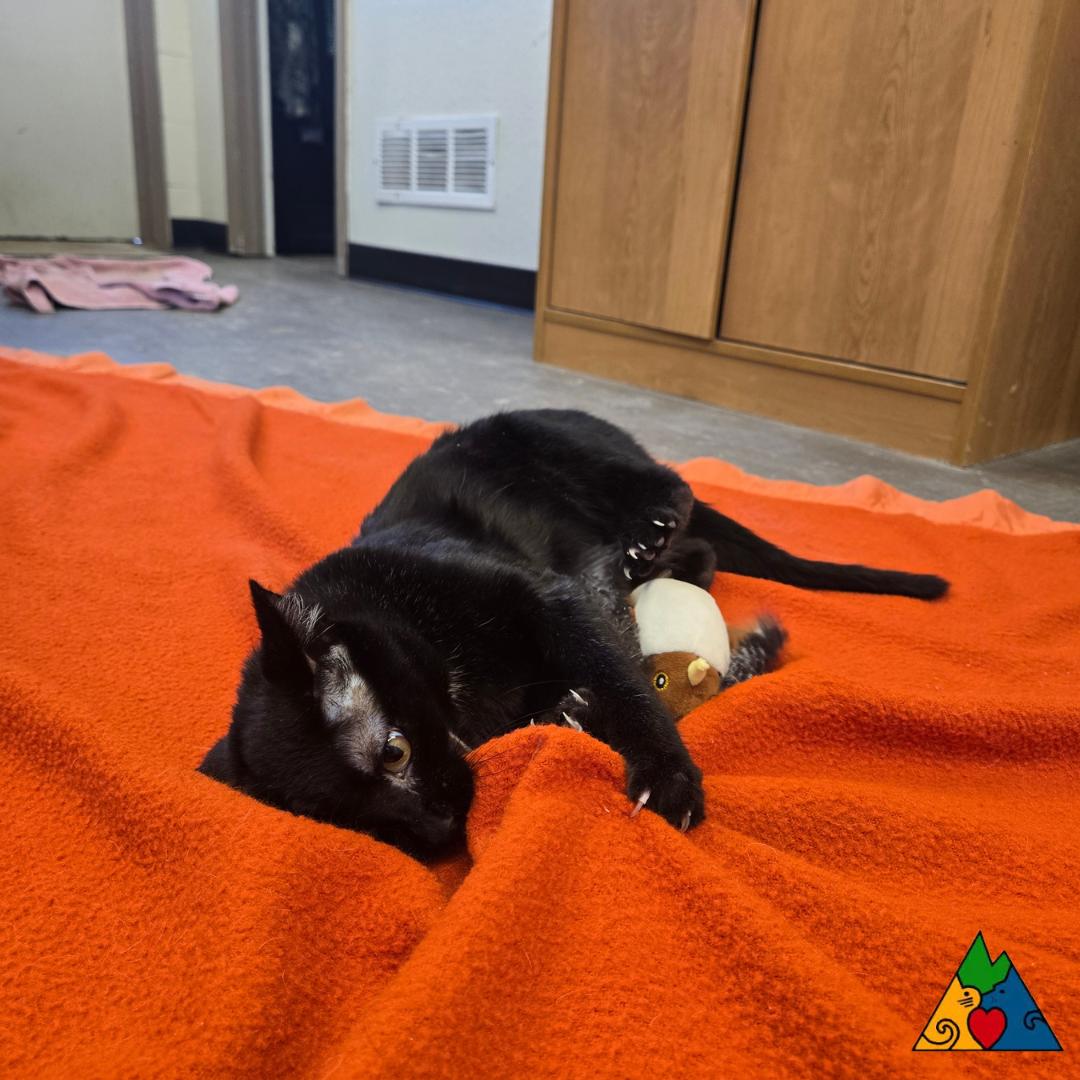 Enlarge Punkin, a ADOPTABLE Domestic Short Hair in Douglas, WY image 2/6