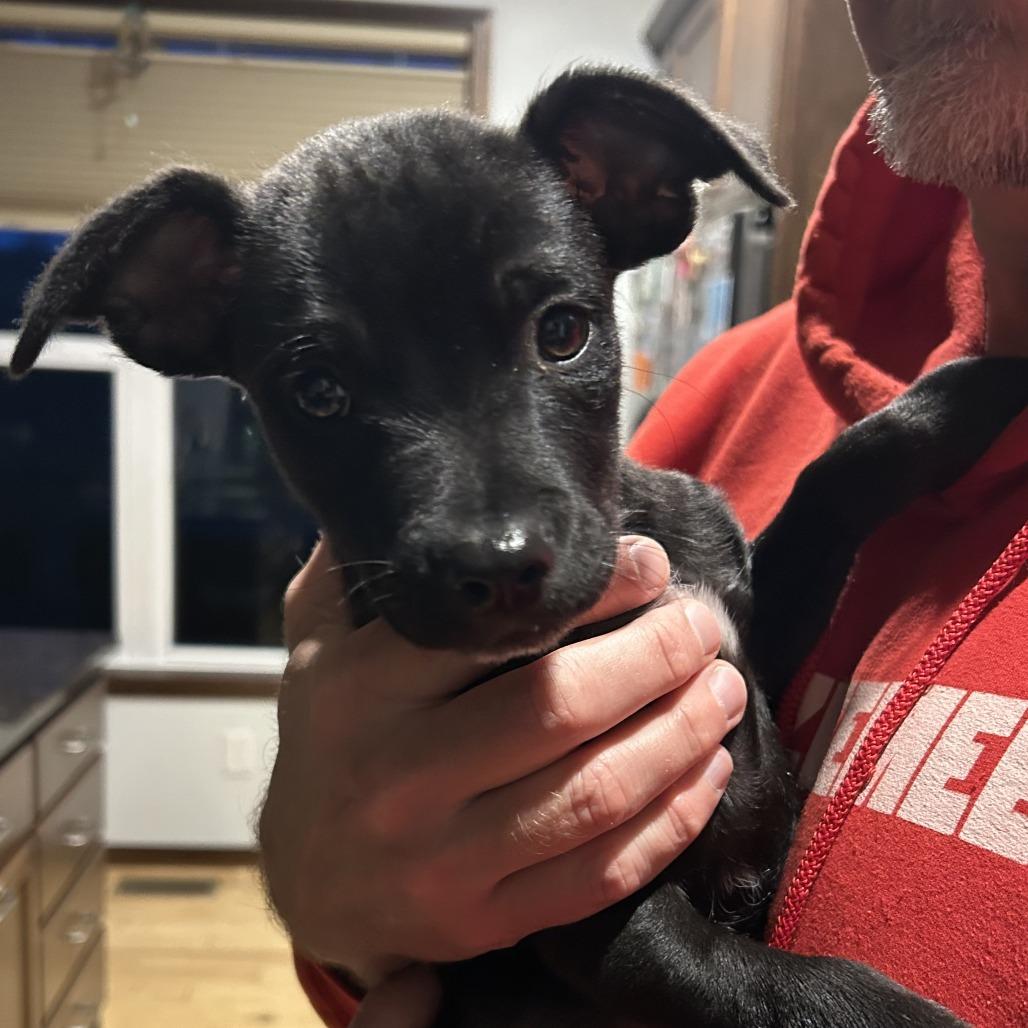Billy Bob, Adoptable, Puppy Male Chihuahua & Mixed Breed.