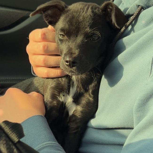 Enlarge Billy Bob, a Adoptable mixed breed in Chaska, MN image 2/6