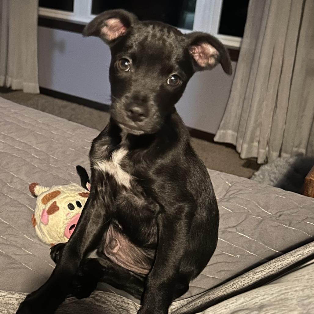 Enlarge Billy Bob, a Adoptable mixed breed in Chaska, MN image 3/6