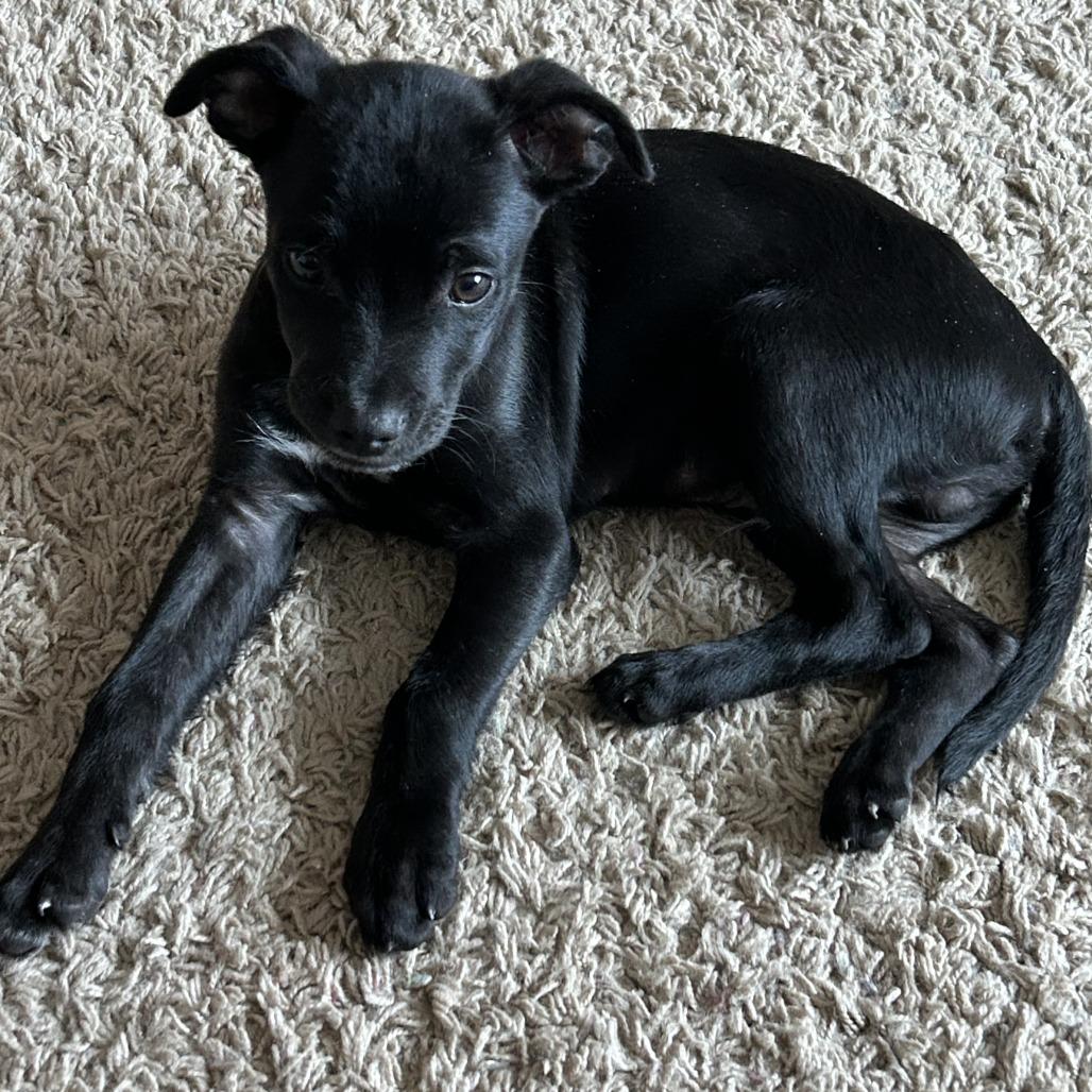 Enlarge Billy Bob, a Adoptable mixed breed in Chaska, MN image 4/6