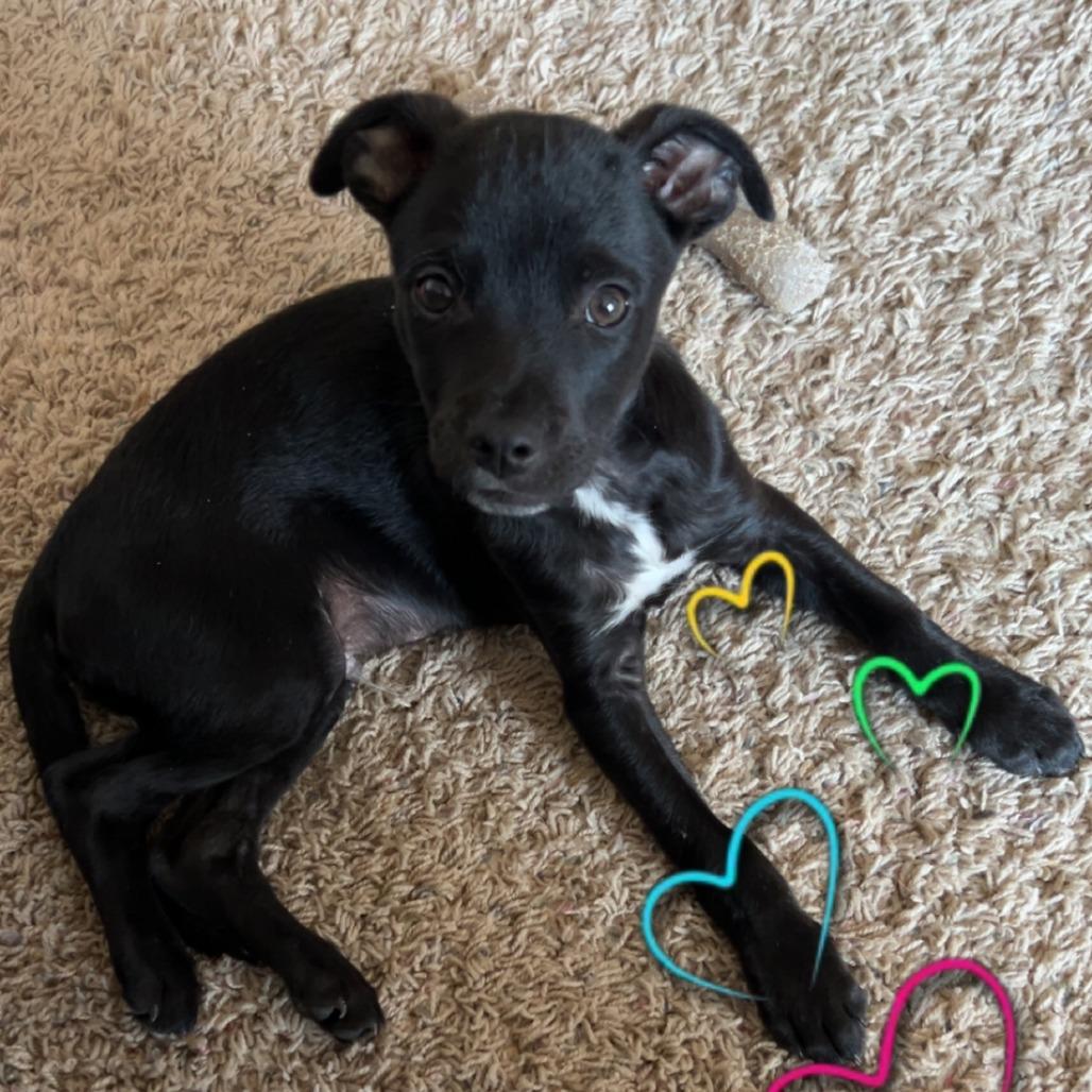 Enlarge Billy Bob, a Adoptable mixed breed in Chaska, MN image 5/6