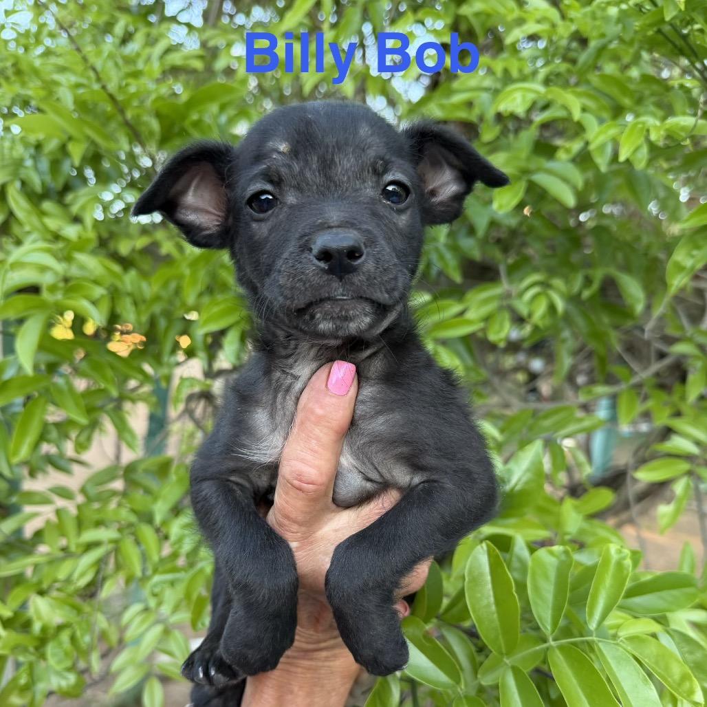 Enlarge Billy Bob, a Adoptable mixed breed in Chaska, MN image 6/6