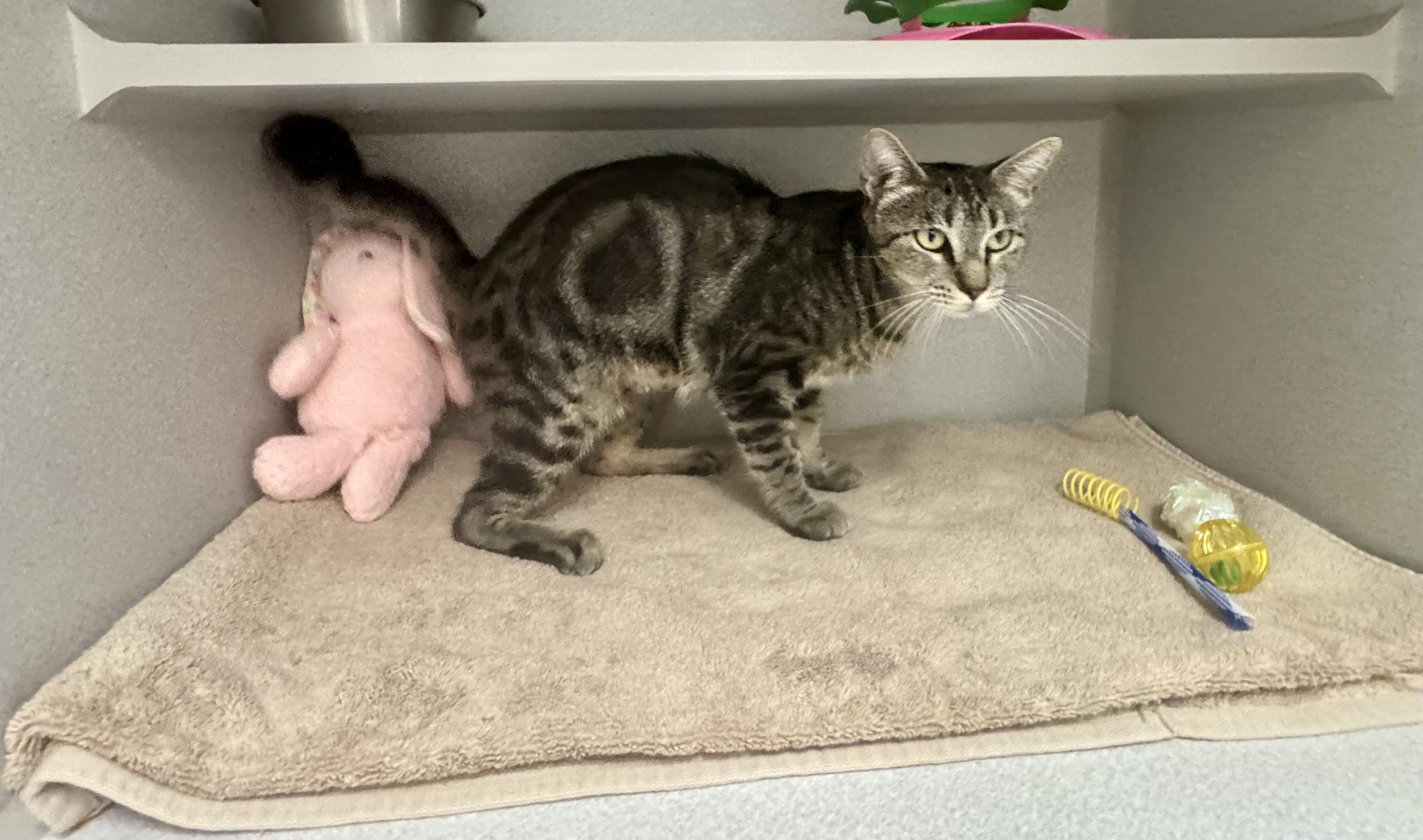 Enlarge -Sydney, a ADOPTABLE mixed breed in Red Bluff, CA image 2/6