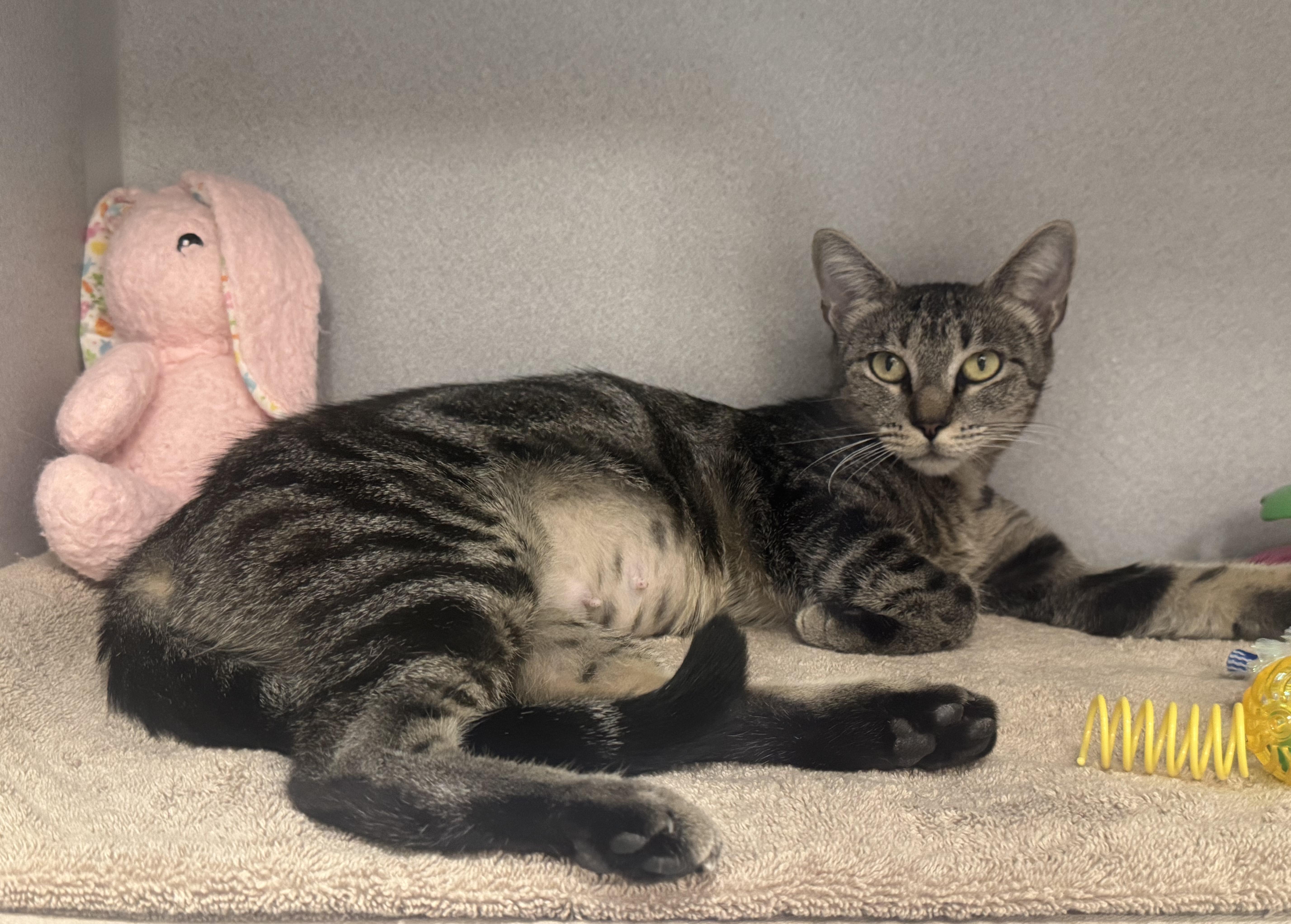 Enlarge -Sydney, a ADOPTABLE mixed breed in Red Bluff, CA image 4/6