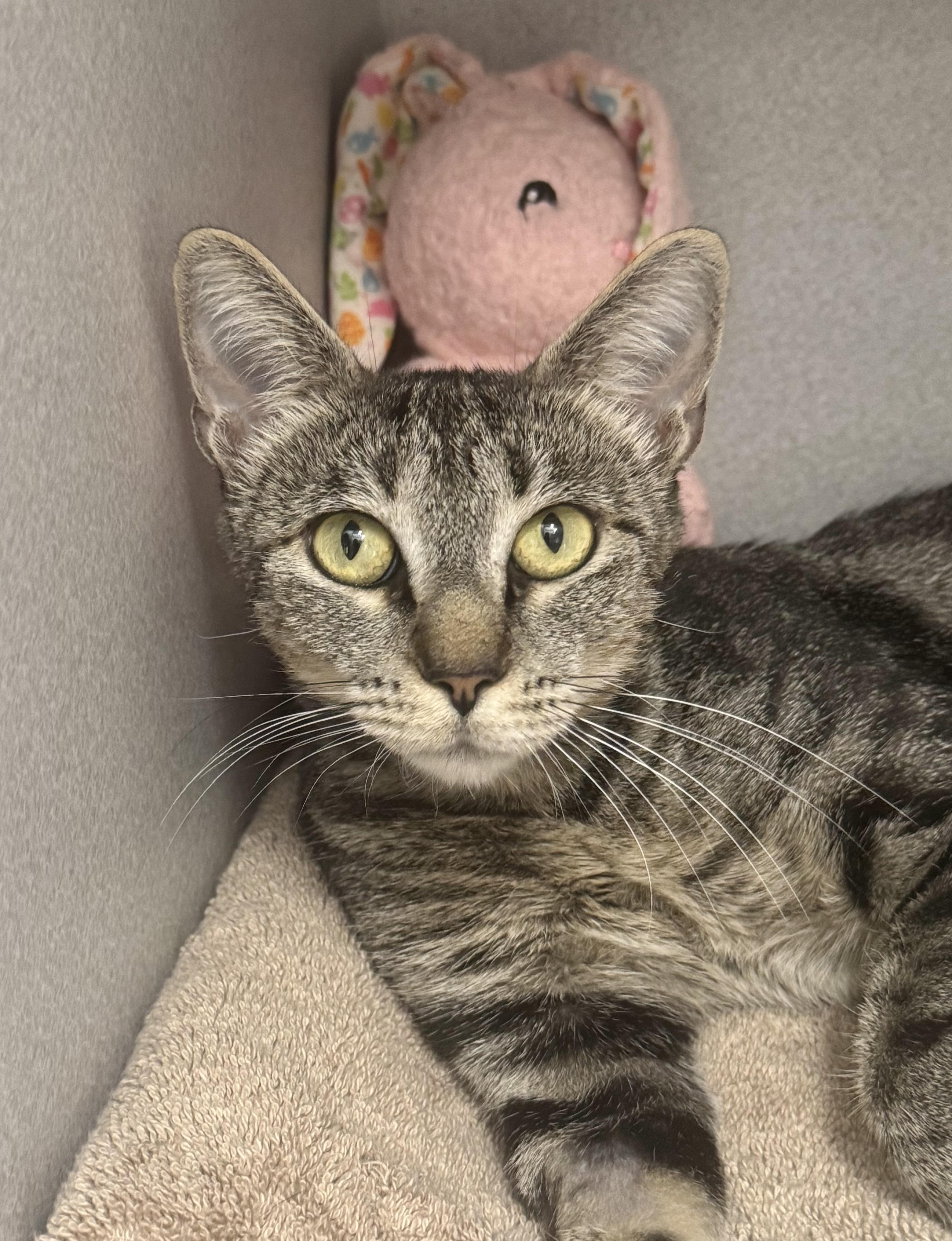Enlarge -Sydney, a ADOPTABLE mixed breed in Red Bluff, CA image 1/6