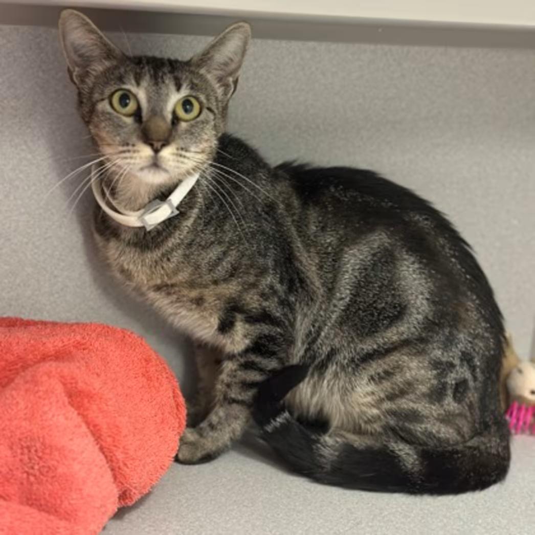 Enlarge -Sydney, a ADOPTABLE mixed breed in Red Bluff, CA image 3/6