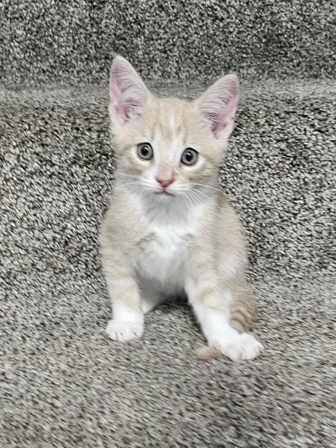 Quinn, Adoptable, Kitten Male Domestic Short Hair.