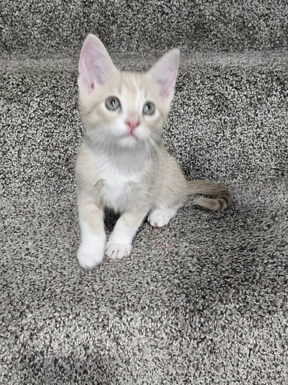Enlarge Quinn, a Adoptable Domestic Short Hair in Cookeville, TN image 2/3