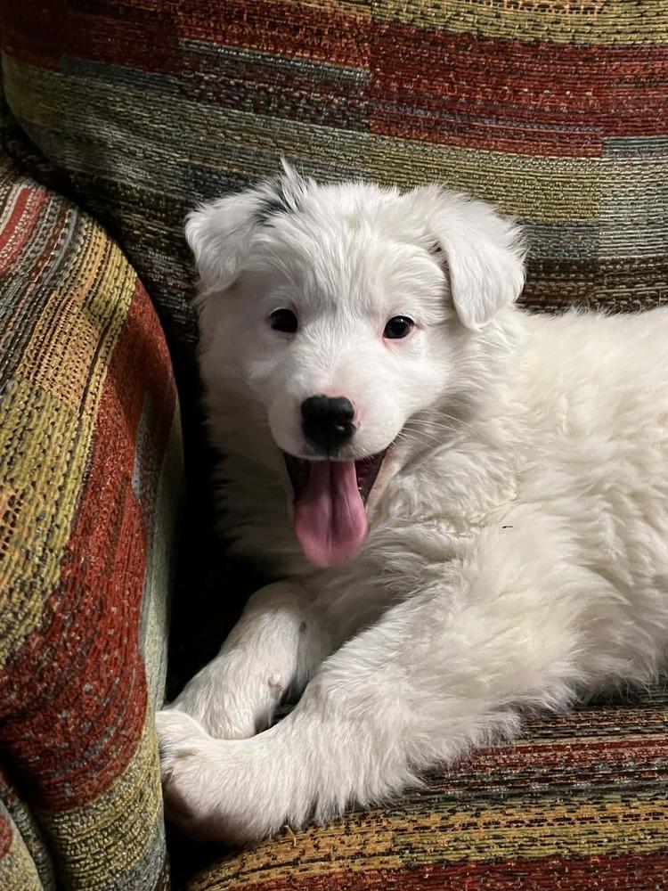 Enlarge Atlas, a Adoptable mixed breed in La valle, WI image 1/1