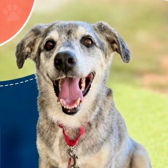 Rosie, ADOPTABLE, Senior Female Mixed Breed.