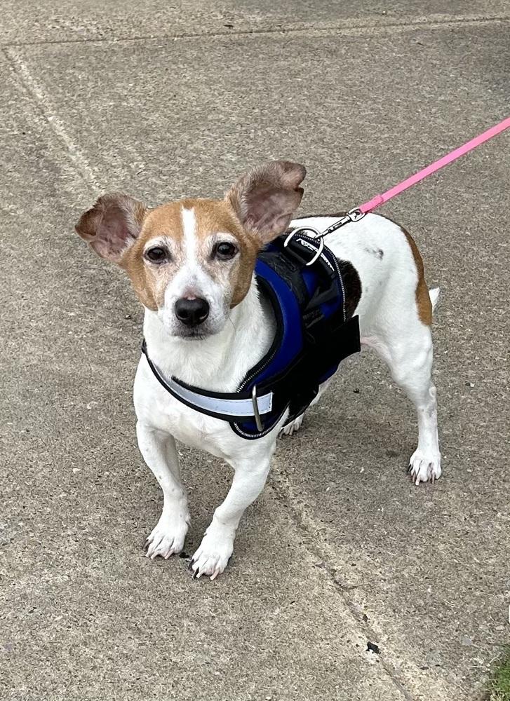Maru, Adoptable, Senior Male Jack Russell Terrier.