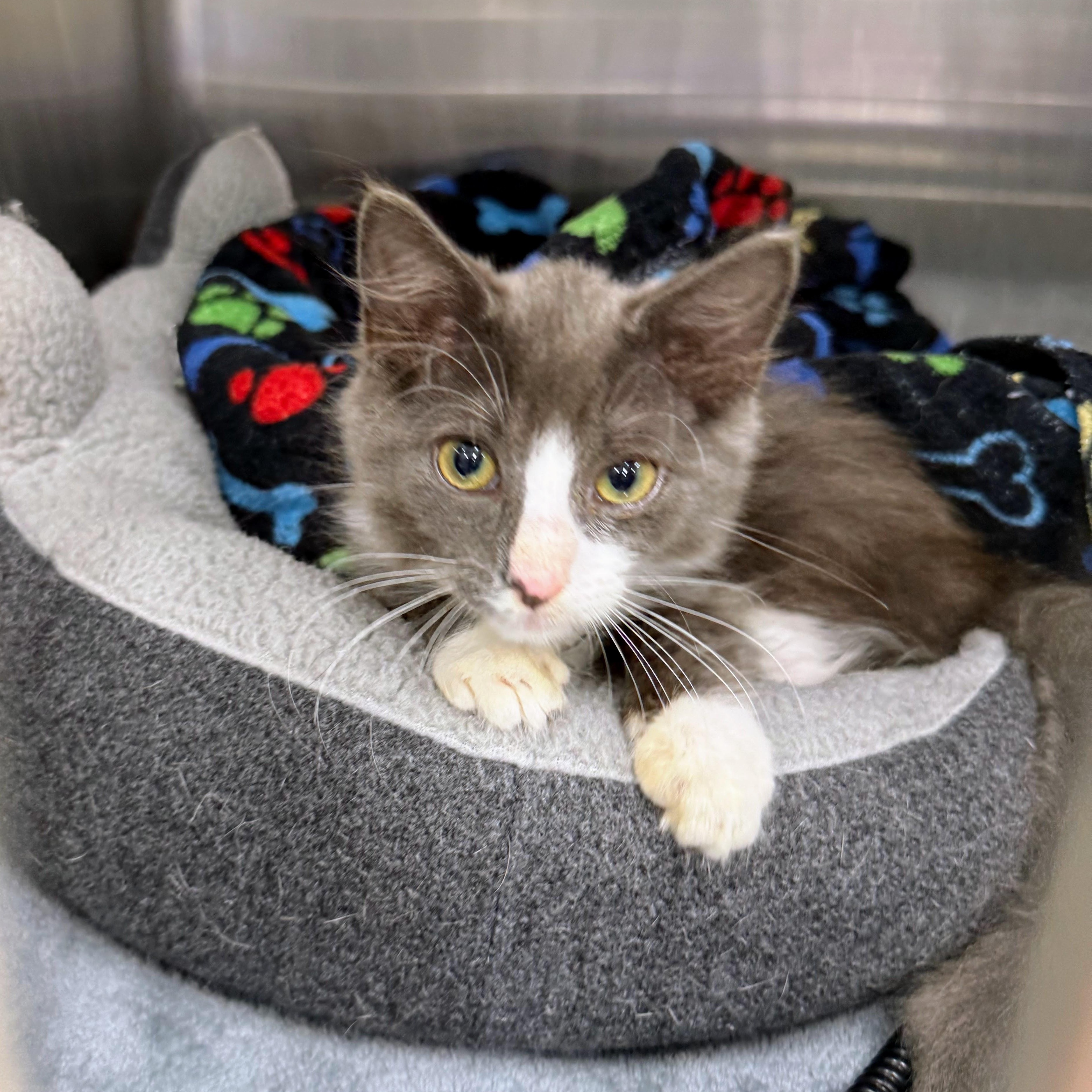 Mud Cake, a Adoptable Domestic Long Hair in Charlotte, NC image 5/6