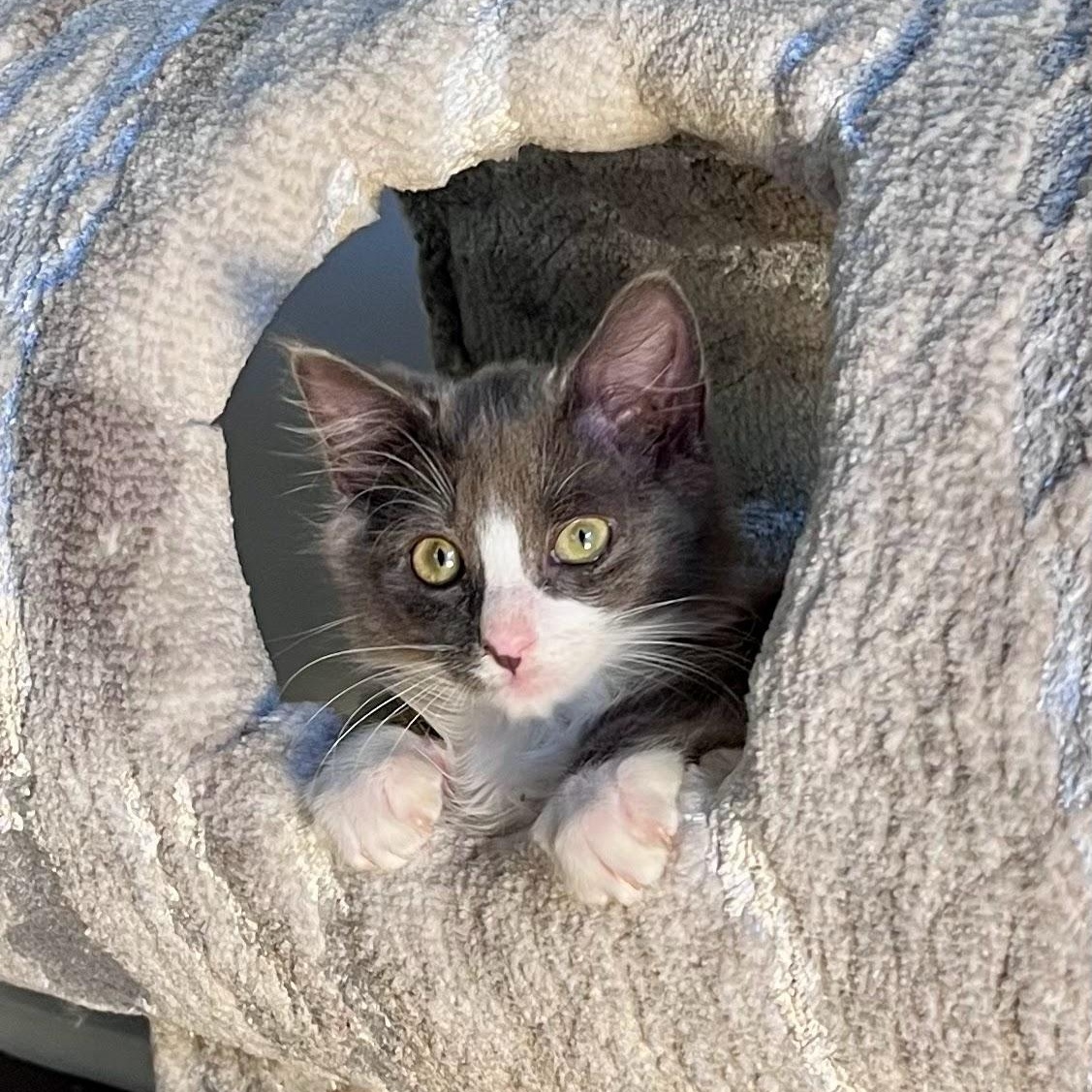 Mud Cake, a Adoptable Domestic Long Hair in Charlotte, NC image 4/6
