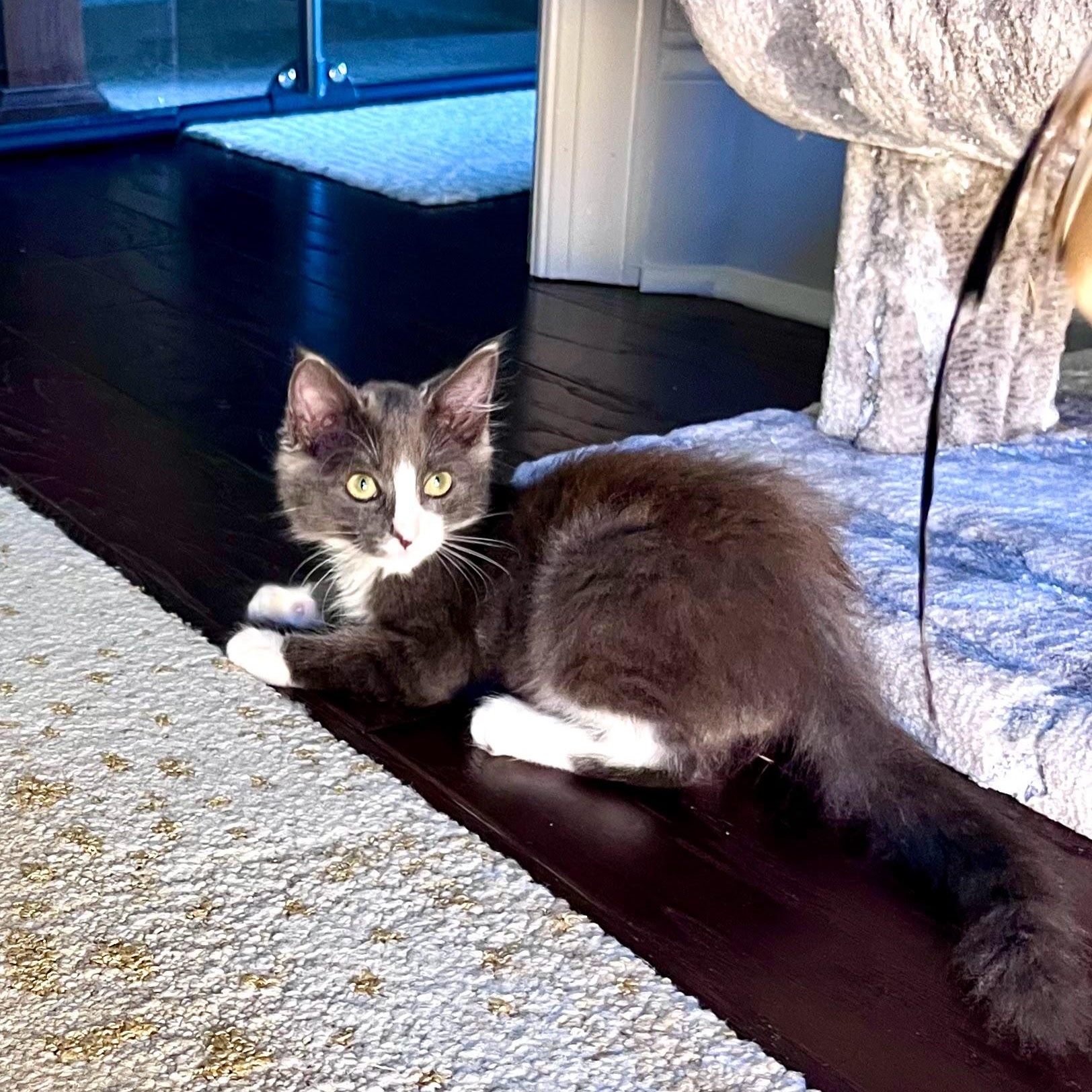 Mud Cake, a Adoptable Domestic Long Hair in Charlotte, NC image 3/6