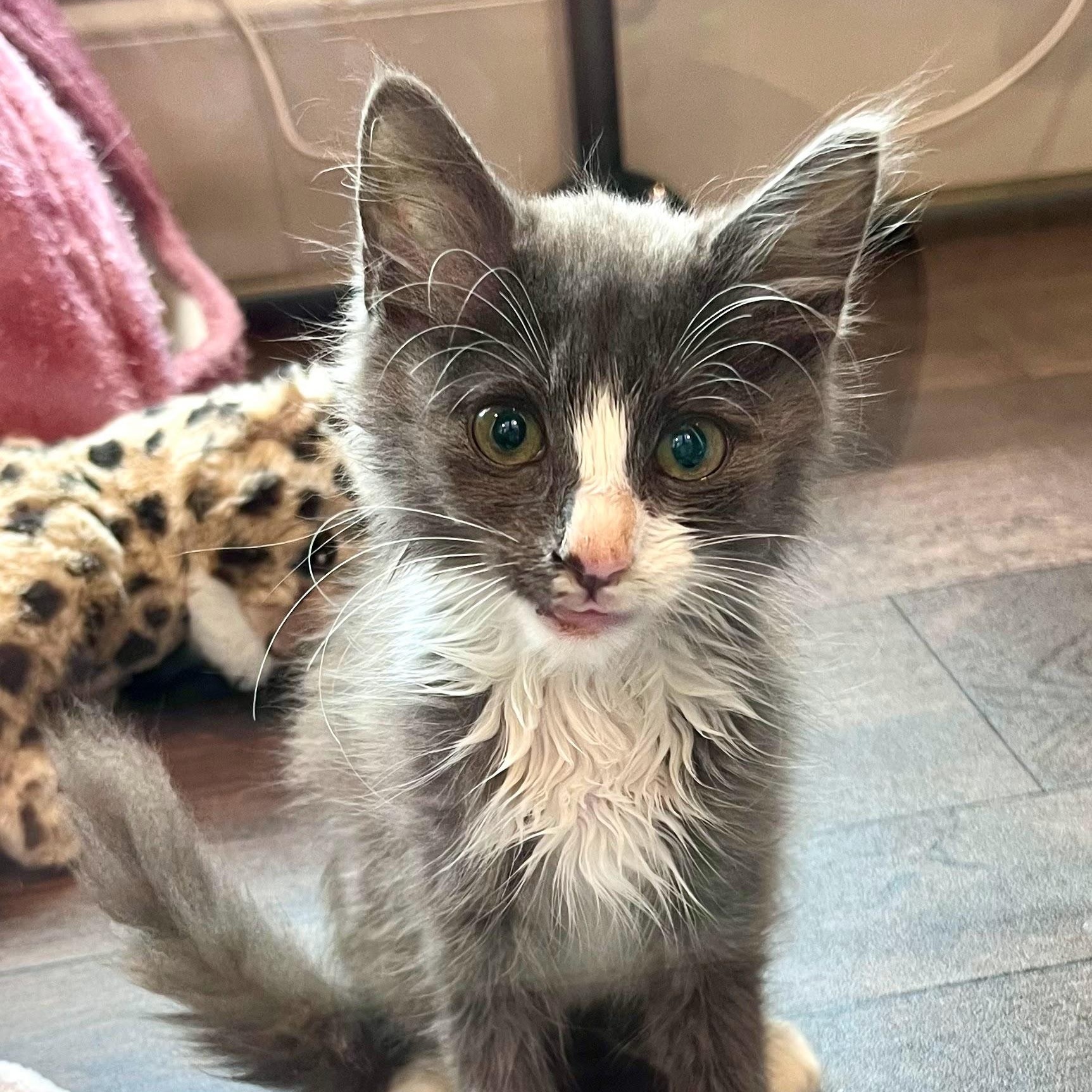 Mud Cake, a Adoptable Domestic Long Hair in Charlotte, NC image 6/6