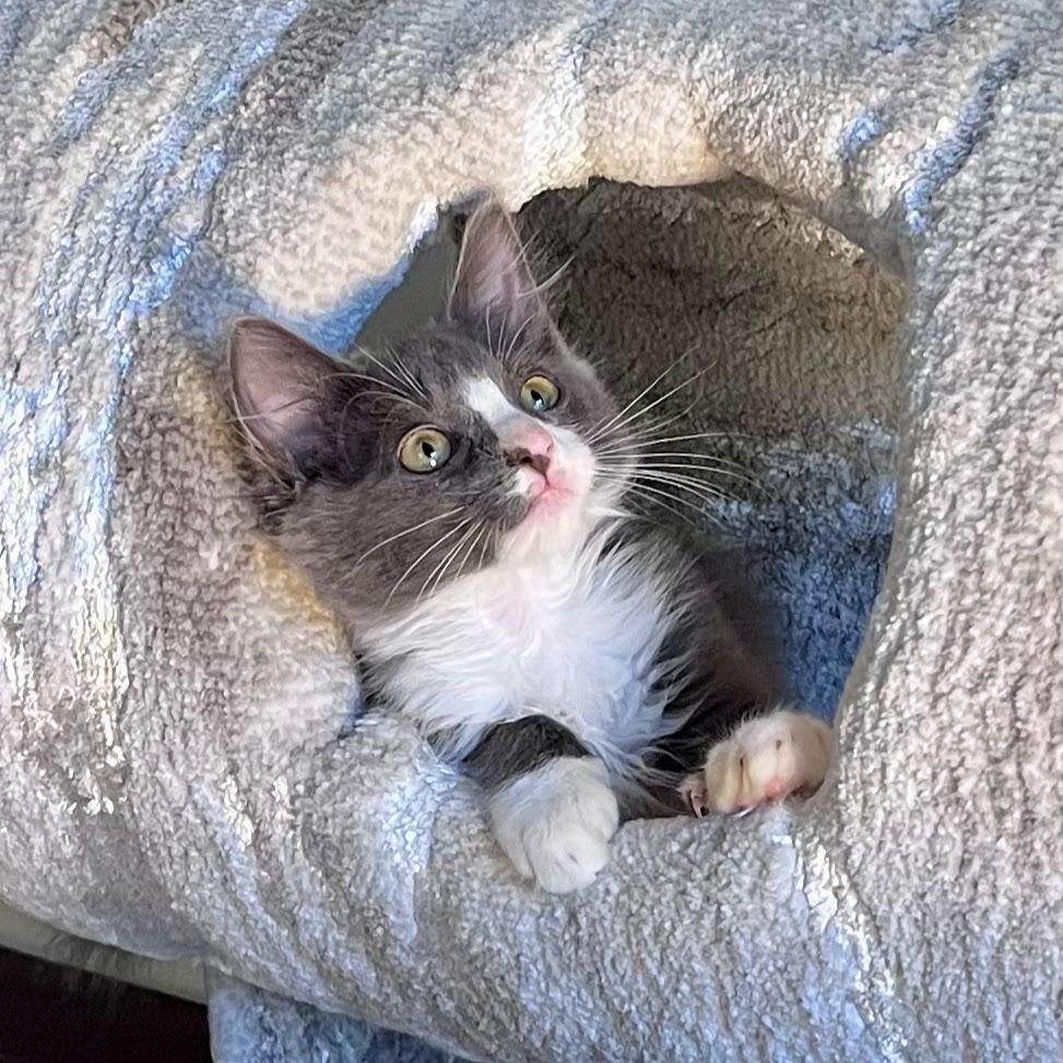 Mud Cake, Adoptable, Kitten Male Domestic Long Hair.