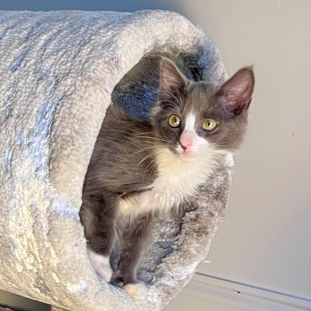 Mud Cake, a Adoptable Domestic Long Hair in Charlotte, NC image 2/6