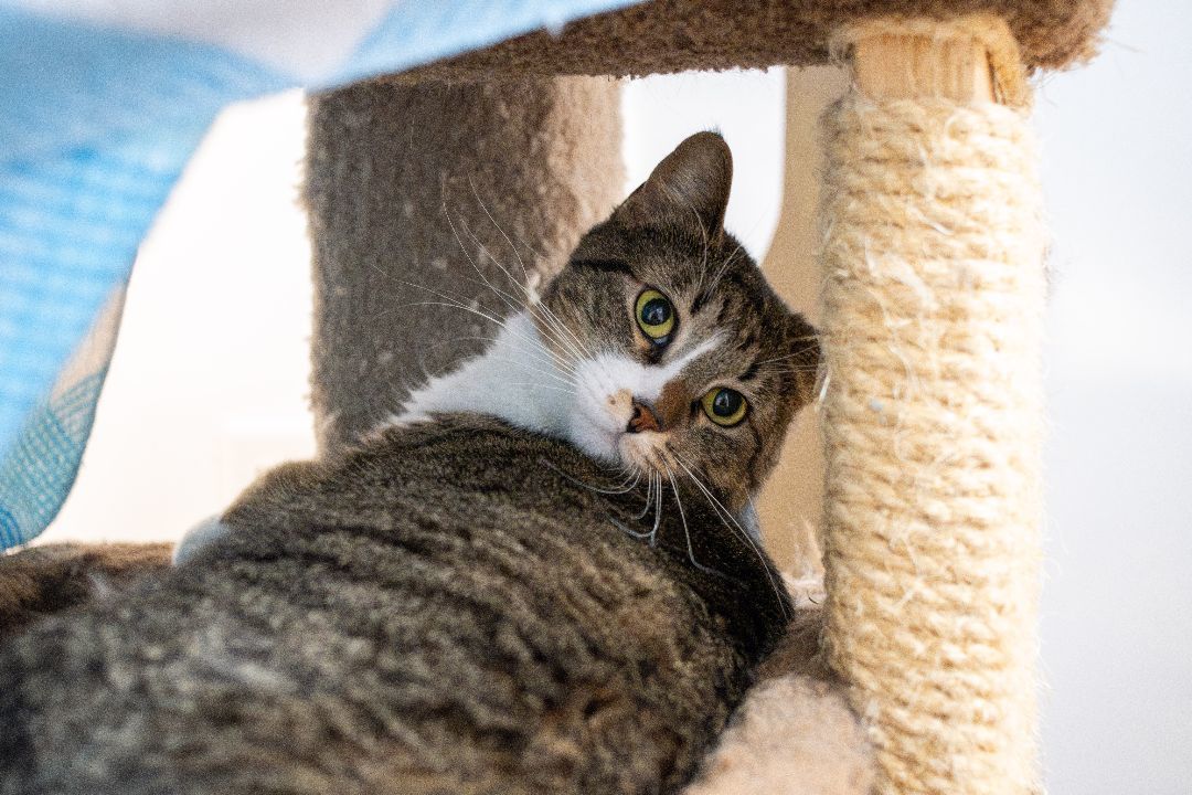 Enlarge Nan *, a Adoptable mixed breed in Douglas, MI image 2/11