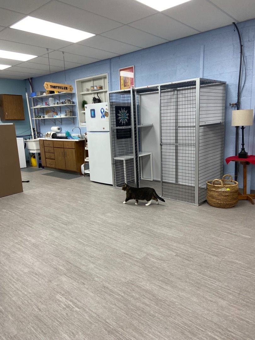 Enlarge Nan *, a Adoptable mixed breed in Douglas, MI image 3/11