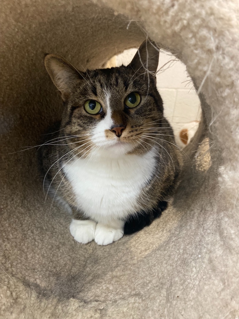 Enlarge Nan *, a Adoptable mixed breed in Douglas, MI image 4/11