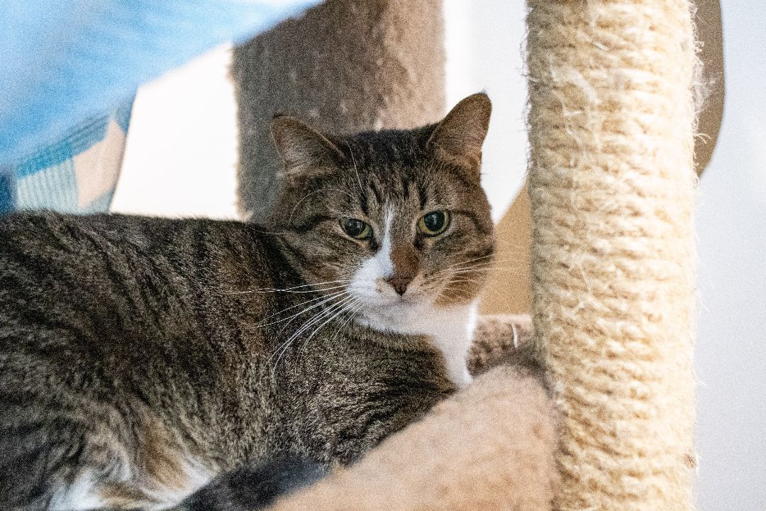 Enlarge Nan *, a Adoptable mixed breed in Douglas, MI image 5/11