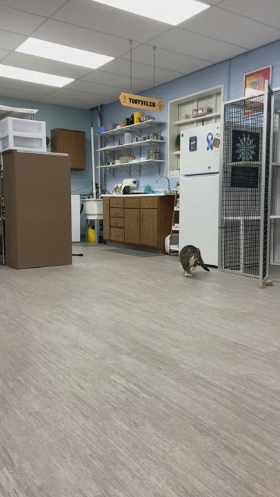 Nan *, an adoptable Tiger & Domestic Medium Hair Mix in Douglas, MI_image-1