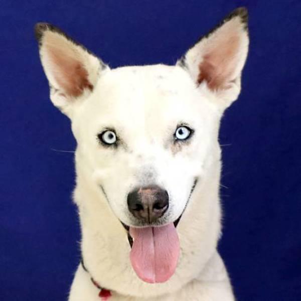 Booker T, a Adoptable mixed breed in Midland, TX image 2/3