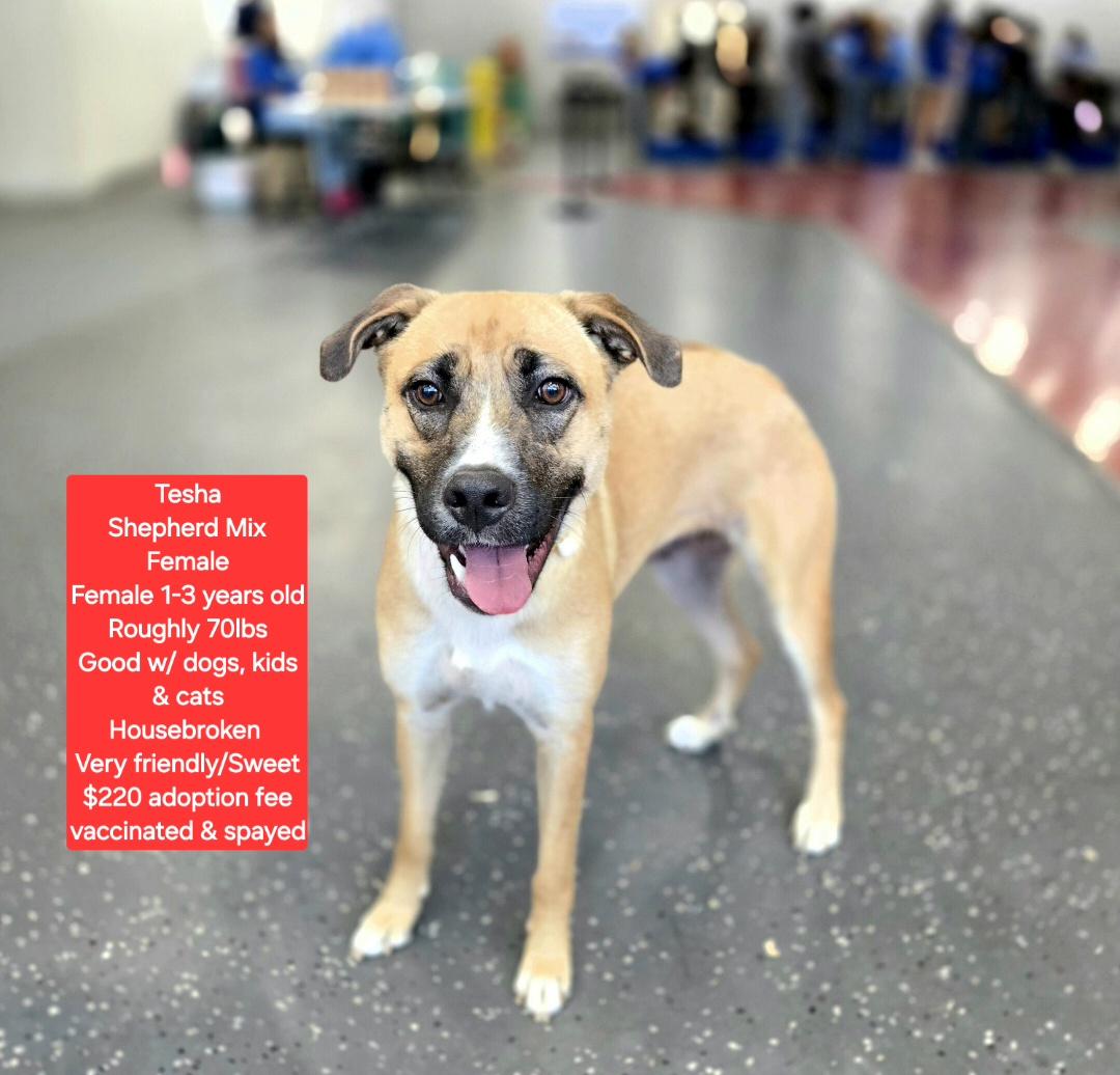 Tesha, adoptable, Adult Female Shepherd & Black Mouth Cur.