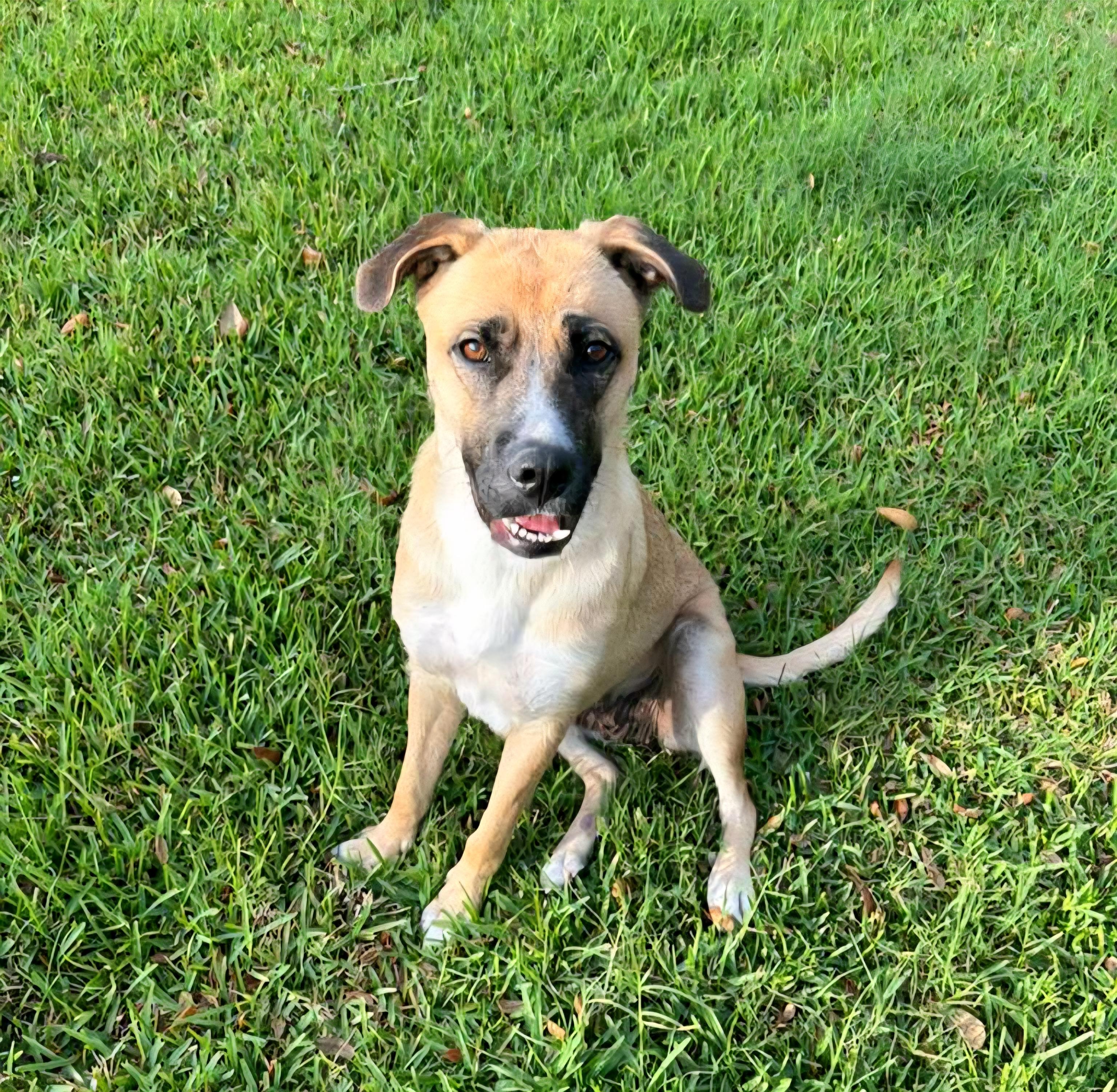 Enlarge Tesha, an adoptable mixed breed in Oviedo, FL image 3/3